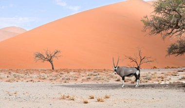 oryx against sand dune and blue sky clipart