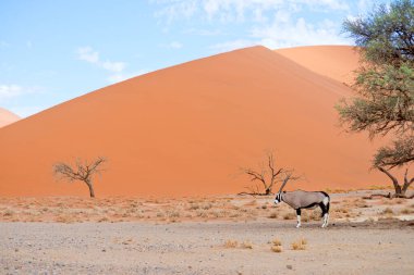 oryx against sand dune and blue sky clipart
