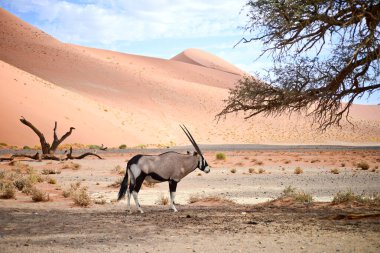 oryx in Namibia, Africa clipart