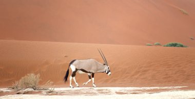 oryx in african desert clipart