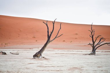 Deadvlei, Sossusvlei 'deki kırmızı kumullara karşı kuru ağaçlar. Namib-Naukluft Ulusal Parkı, Namibya, Afrika