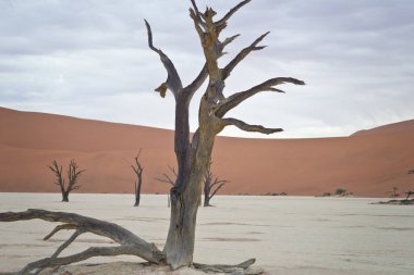 Deadvlei, Sossusvlei 'deki kırmızı kumullara karşı kuru ağaçlar. Namib-Naukluft Ulusal Parkı, Namibya, Afrika