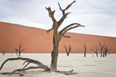 Deadvlei, Sossusvlei 'deki kırmızı kumullara karşı kuru ağaçlar. Namib-Naukluft Ulusal Parkı, Namibya, Afrika