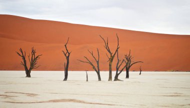 Deadvlei, Sossusvlei 'deki kırmızı kumullara karşı kuru ağaçlar. Namib-Naukluft Ulusal Parkı, Namibya, Afrika