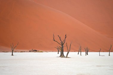 Deadvlei, Sossusvlei 'deki kırmızı kumullara karşı kuru ağaçlar. Namib-Naukluft Ulusal Parkı, Namibya, Afrika