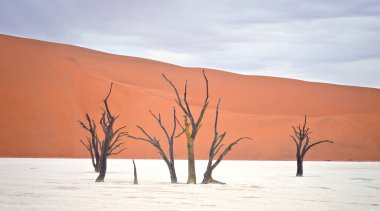 Deadvlei, Sossusvlei 'deki kırmızı kumullara karşı kuru ağaçlar. Namib-Naukluft Ulusal Parkı, Namibya, Afrika