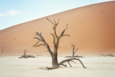 Deadvlei, Sossusvlei 'deki kırmızı kumullara karşı kuru ağaçlar. Namib-Naukluft Ulusal Parkı, Namibya, Afrika