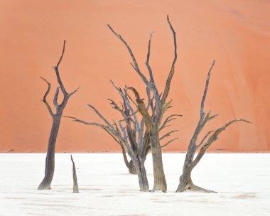 Deadvlei, Sossusvlei 'deki kırmızı kumullara karşı kuru ağaçlar. Namib-Naukluft Ulusal Parkı, Namibya, Afrika