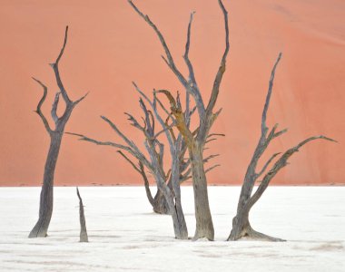 Deadvlei, Sossusvlei 'deki kırmızı kumullara karşı kuru ağaçlar. Namib-Naukluft Ulusal Parkı, Namibya, Afrika