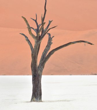 Deadvlei, Sossusvlei 'deki kırmızı kumullara karşı kuru ağaçlar. Namib-Naukluft Ulusal Parkı, Namibya, Afrika