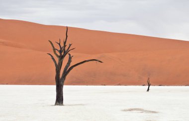 Deadvlei, Sossusvlei 'deki kırmızı kumullara karşı kuru ağaçlar. Namib-Naukluft Ulusal Parkı, Namibya, Afrika
