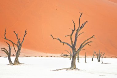 Deadvlei, Sossusvlei 'deki kırmızı kumullara karşı kuru ağaçlar. Namib-Naukluft Ulusal Parkı, Namibya, Afrika