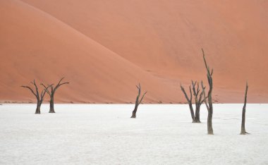 Deadvlei, Sossusvlei 'deki kırmızı kumullara karşı kuru ağaçlar. Namib-Naukluft Ulusal Parkı, Namibya, Afrika