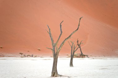 Deadvlei, Sossusvlei 'deki kırmızı kumullara karşı kuru ağaçlar. Namib-Naukluft Ulusal Parkı, Namibya, Afrika