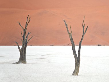 Deadvlei, Sossusvlei 'deki kırmızı kumullara karşı kuru ağaçlar. Namib-Naukluft Ulusal Parkı, Namibya, Afrika