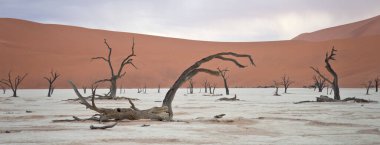 Deadvlei, Sossusvlei 'deki kırmızı kumullara karşı kuru ağaçlar. Namib-Naukluft Ulusal Parkı, Namibya, Afrika