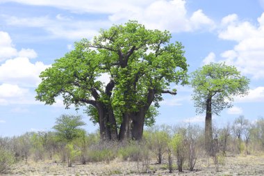 Afrika 'da çiçek açan baobab