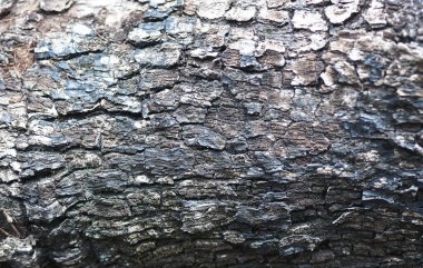 Eski ağaç kabuğu desenli arkaplan