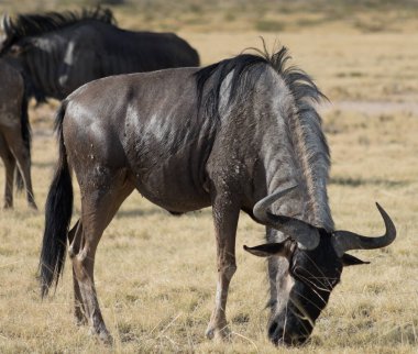 Afrika 'da antilop gnu