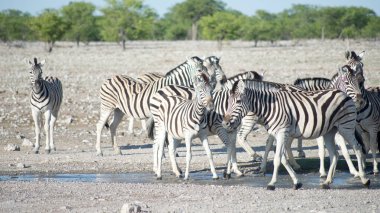 Afrika, Namibya 'da zebralar