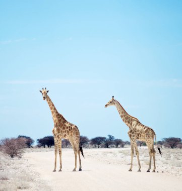 Afrika 'da iki zürafa