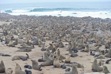 Cape Cross, Namibya 'daki Mühürler