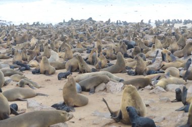 Cape Cross, Namibya 'daki Mühürler