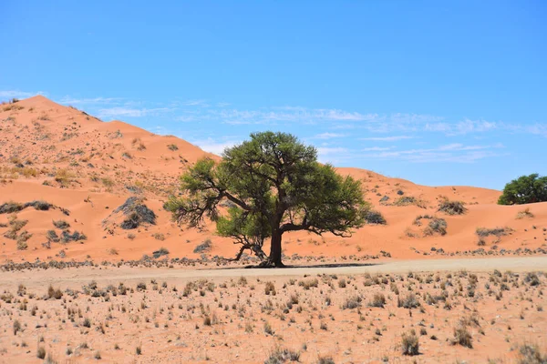 ナミビア アフリカの風景 — ストック写真