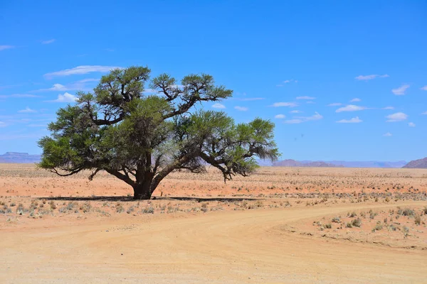 Landscape Namibia Africa — Stock Photo, Image