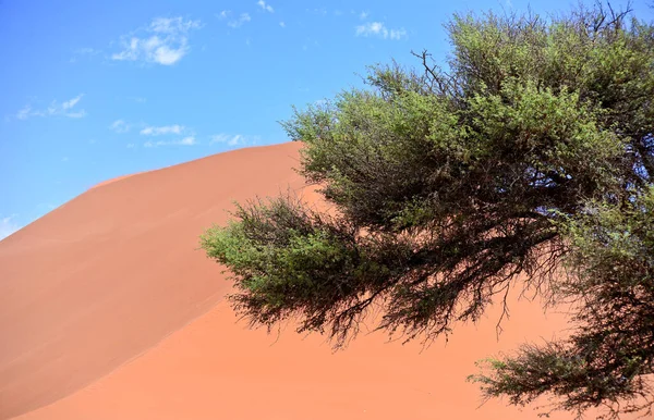 Tree Sand Dune Blue Sky — Stock Photo, Image