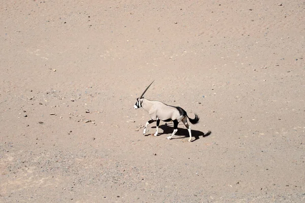 Oryx Itt Namíbia Afrika — Stock Fotó