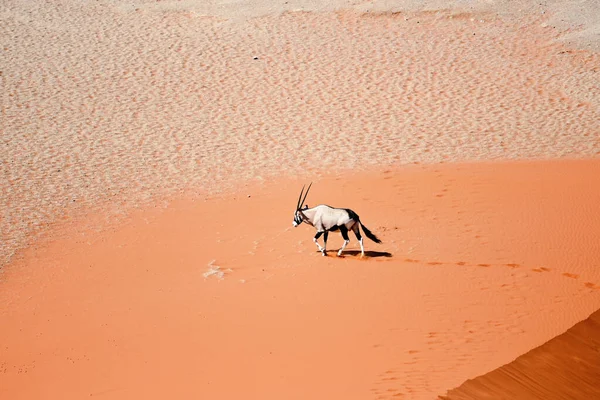 Oryks Namibia Afryka — Zdjęcie stockowe