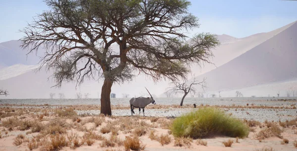 Gyönyörű Táj Namíbiában — Stock Fotó