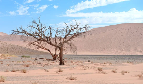 Torrt Träd Mot Sanddyn Och Himlen — Stockfoto