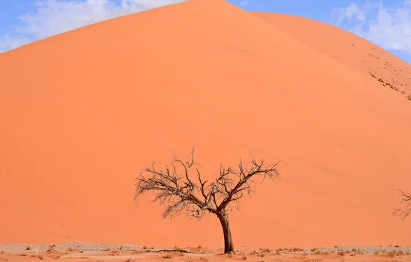 Albero Secco Contro Dune Sabbia Cielo — Foto Stock