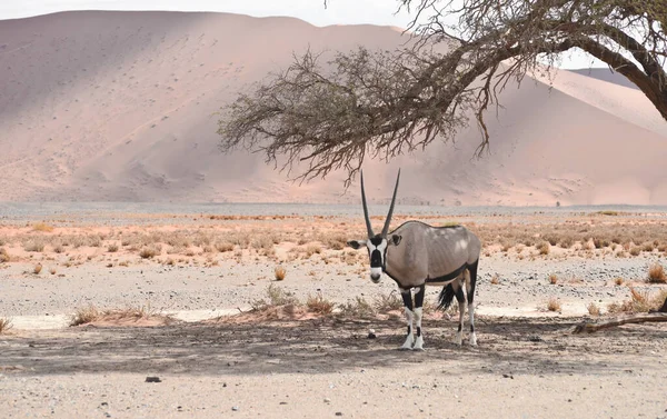 Oryx Namibia África —  Fotos de Stock