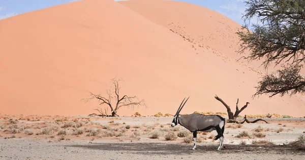 Oryx Namibia Africa — Stock Photo, Image