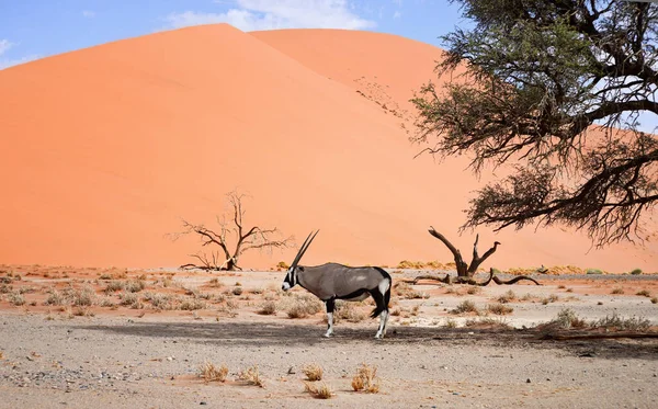 Oryx Tegen Zandduin Blauwe Lucht — Stockfoto