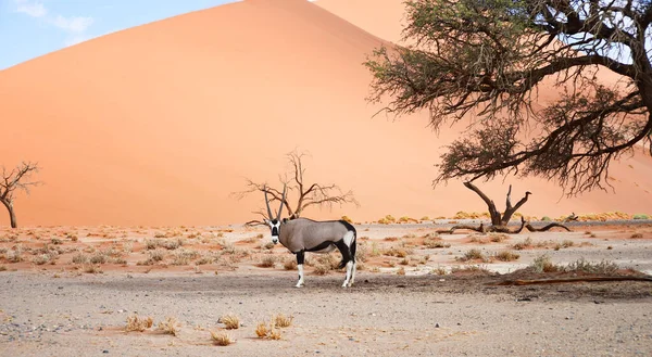 Oryx Przeciwko Wydmie Piaskowej Błękitne Niebo — Zdjęcie stockowe