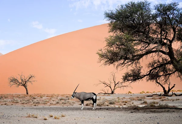 Oryx Itt Namíbia Afrika — Stock Fotó