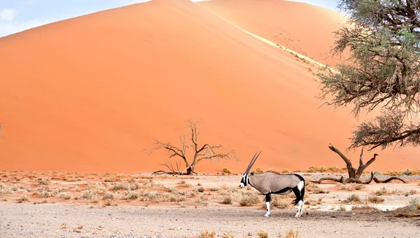 Oryx Przeciwko Wydmie Piaskowej Błękitne Niebo — Zdjęcie stockowe