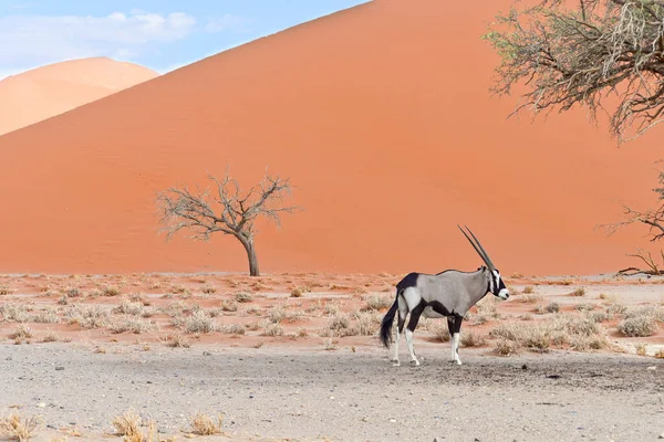 オリックスと砂漠の風景 — ストック写真