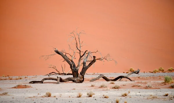 Namibya Afrika Çöl Manzarası — Stok fotoğraf