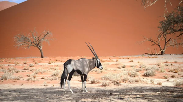 Oryx Itt Namíbia Afrika — Stock Fotó