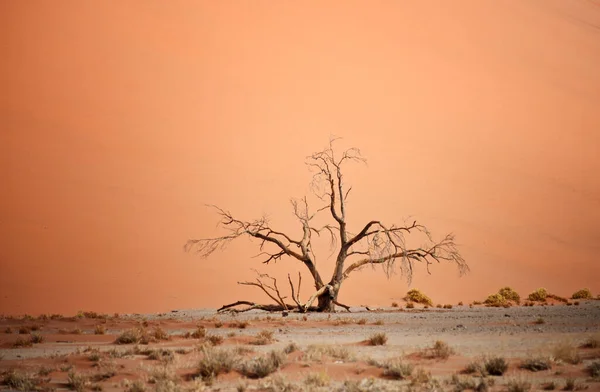 Árbol Seco Contra Duna Arena — Foto de Stock