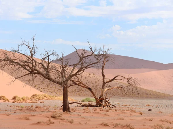 ナミビア アフリカの砂漠の風景 — ストック写真