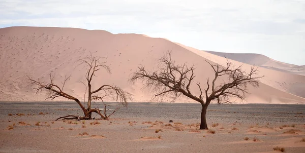 Пустынный Ландшафт Намибии — стоковое фото