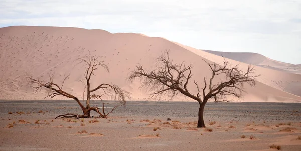 Paisaje Del Desierto Namibia África —  Fotos de Stock