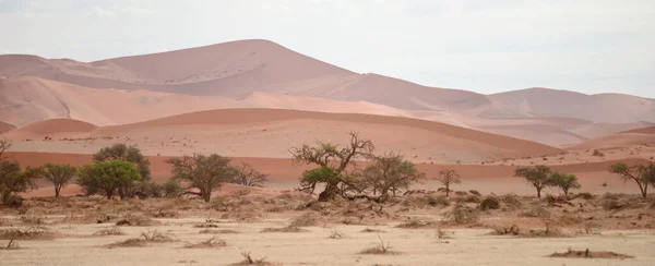 Пустельний Пейзаж Намібії Африка — стокове фото