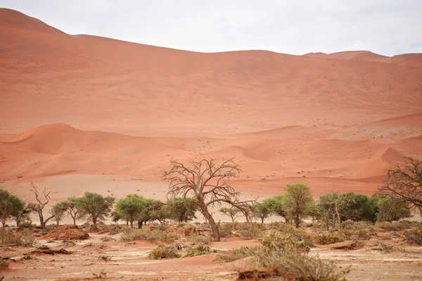Desert Τοπίο Στη Ναμίμπια Αφρική — Φωτογραφία Αρχείου